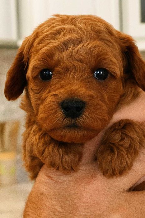 Щенки той пудель окрас  редбраун ,  два мальчика и две девочки.