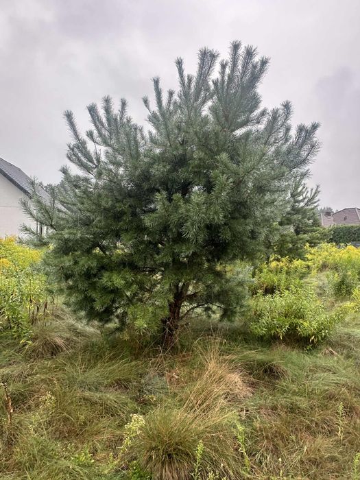 Tuje i sosny oddam za darmo