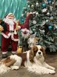 Кабель Кавалер для вʼязки cavalier king charles spaniel