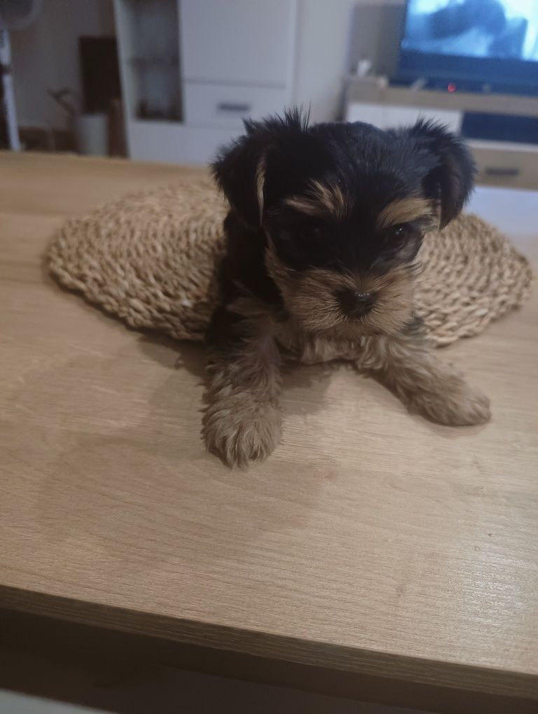Śliczna sunia york terrier