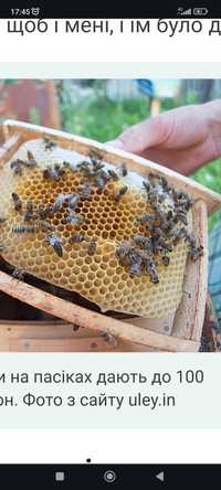 Продам бджоли пакети до 100 шт
