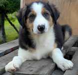Border Collie piesek samiec przebadani rodzice do odbioru