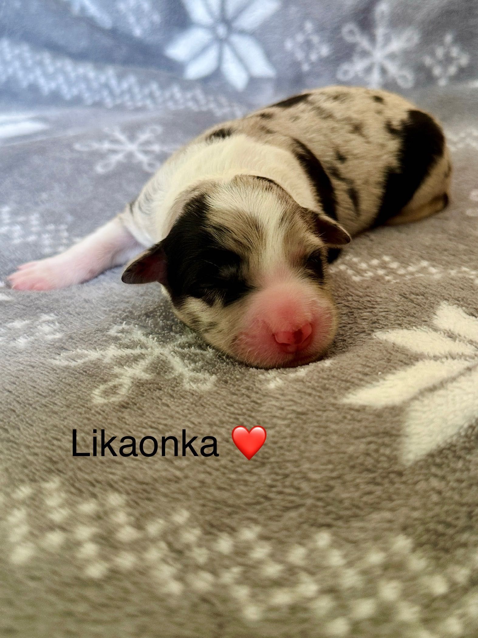 Border Collie /ZKwP /FCI