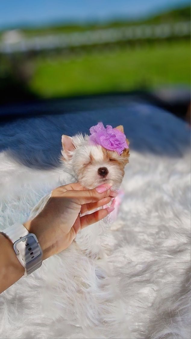 Wyjątkowa lalka Yorkshire Terrier – szkolona, gotowa do odbioru!