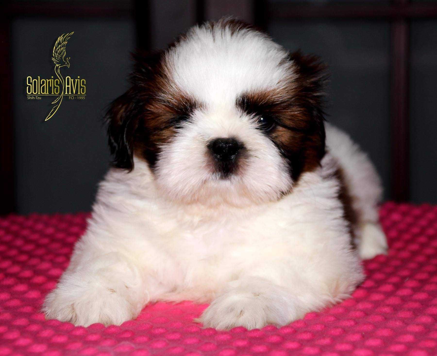 shih tzu - szczeniaczek