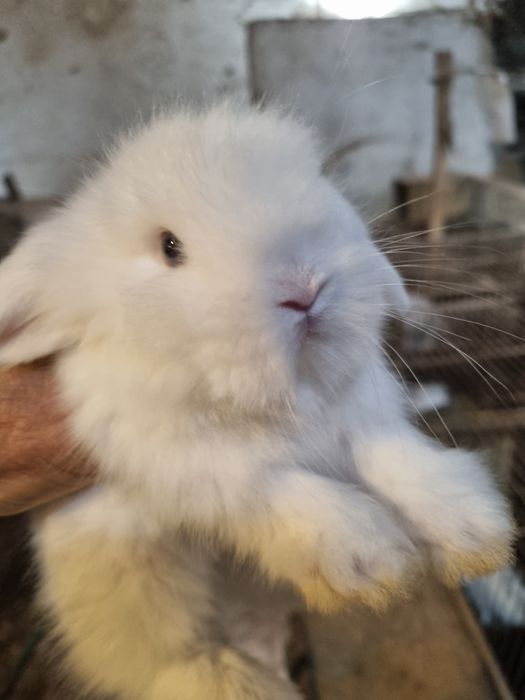 Kit coelhos anoes mini lop, mini holandes e toy