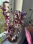 trzykrotka fioletowo-srebrna (tradescantia)