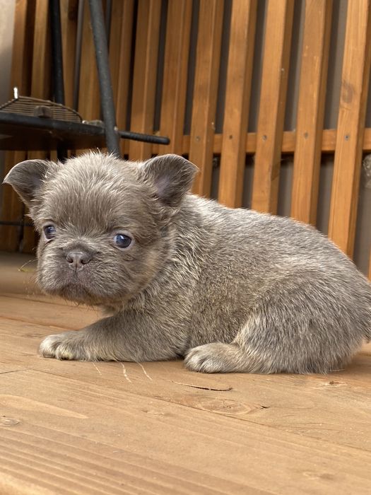 Цуцик Французького бульдога Флаффі