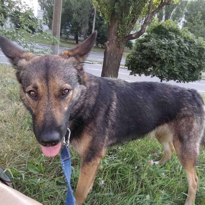 Пропала собака погналась за чужой собакой.