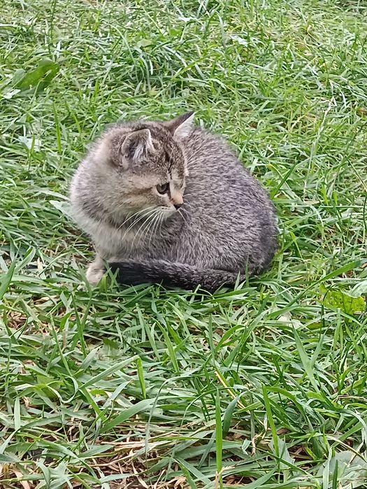 Кошенята в добрі руки, дівчинка і хлопчик