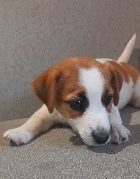 Jack Russell Terrier- ZKwP FCI