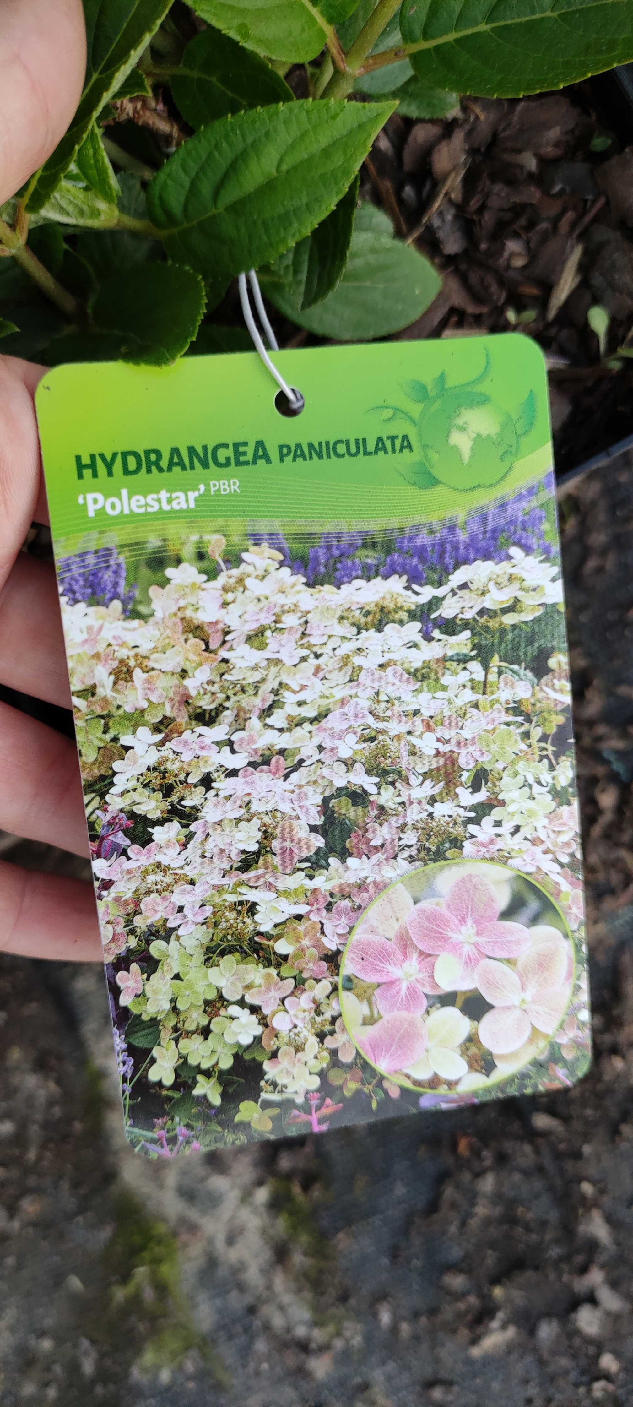 Hortensja bukietowa Hydrangea paniculata różne odmiany