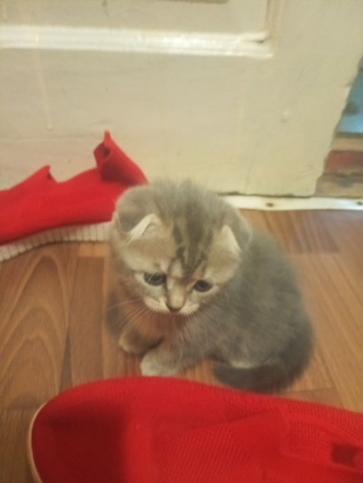 Продам веслоухих котят