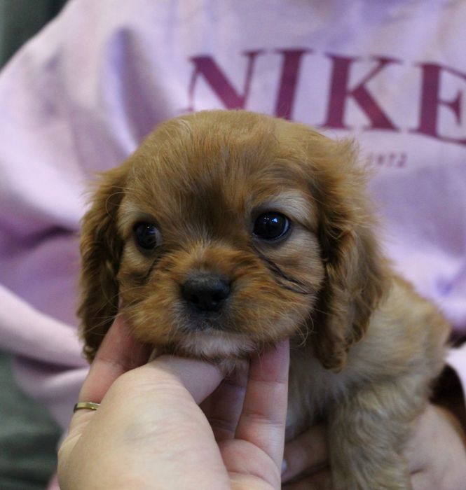 Cavalier King charles spaniel cudny chlopiec