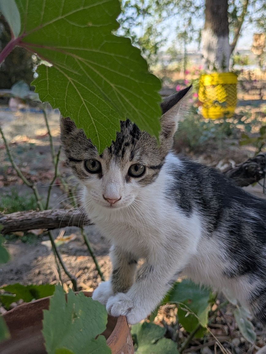 Котята кошенята (доставка по місту)