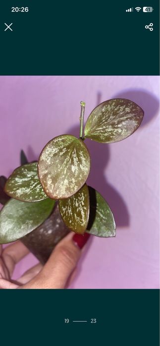 Набір вкорінених Хойя