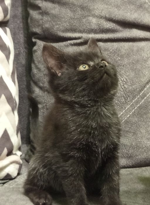 Кішечка  шукає люблячу родину