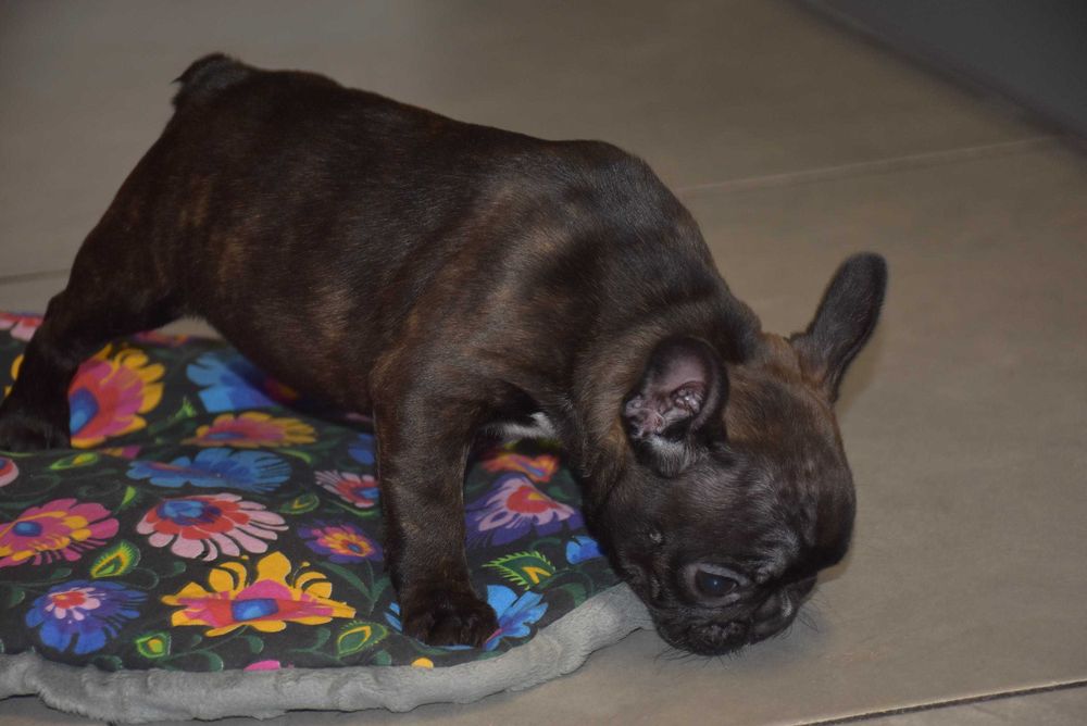 Щенки французского бульдога! Маленкие позитивчики!