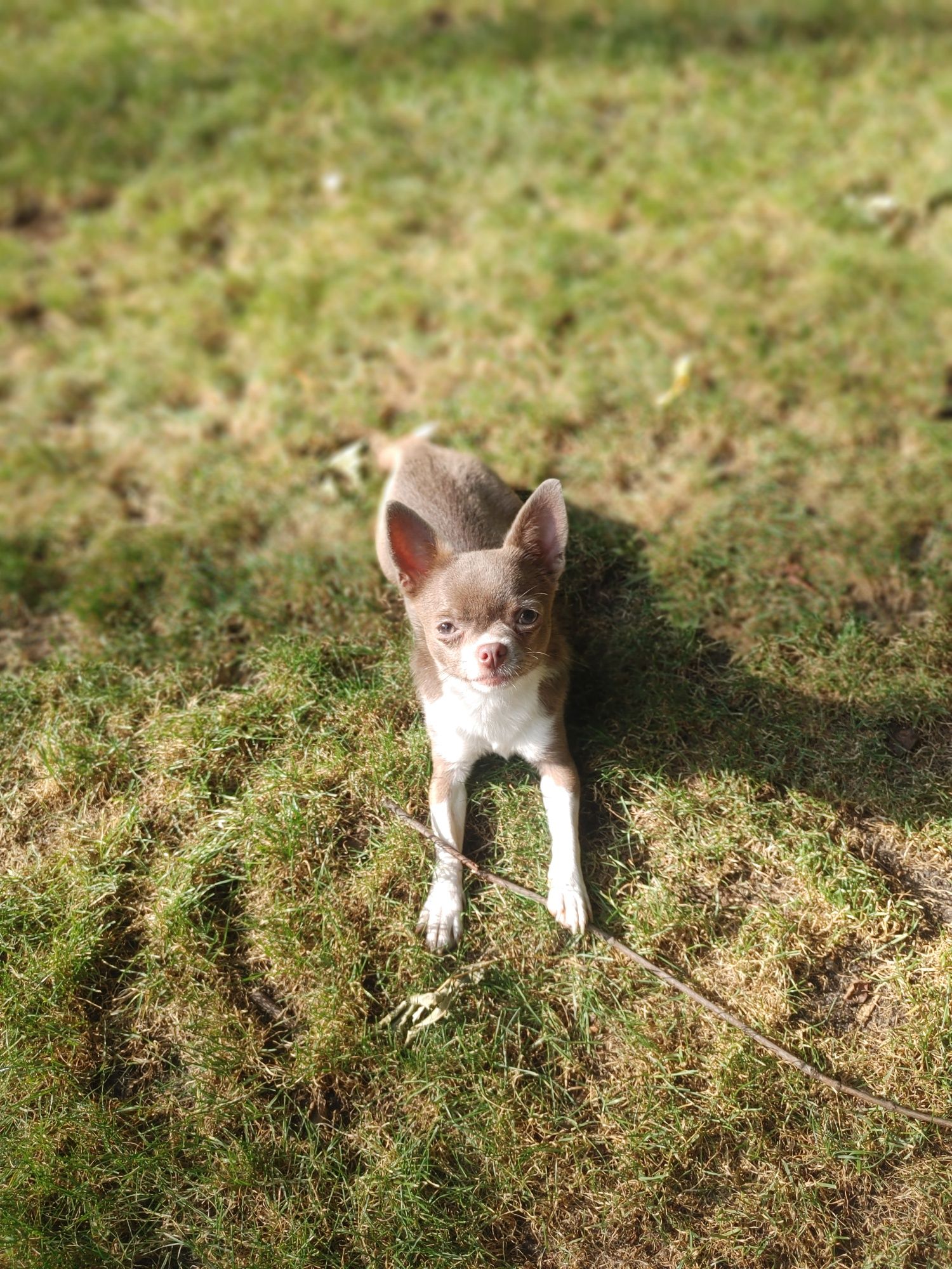 Piękna Chihuahua krótkowłosa liliowa