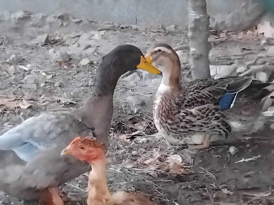 Vendo casal de Patos Reais com 6 meses de idade