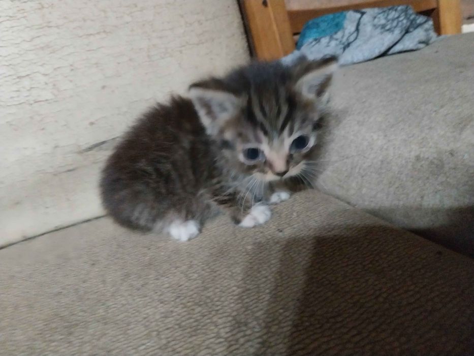 Oddam kotki za darmo ruda slaska