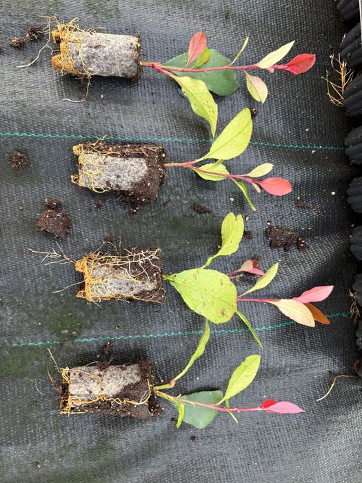 Sadzonki Głogownik Photinia Redrobin multiplat 104 szt