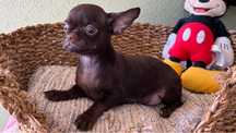 Menino Chihuaha