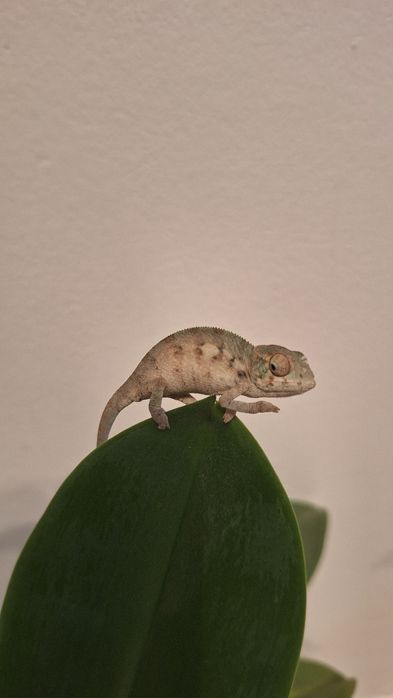 Kamelon lamparci