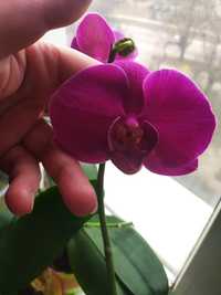 Орхідея доросла, початок цвітіння (темно- бордова)