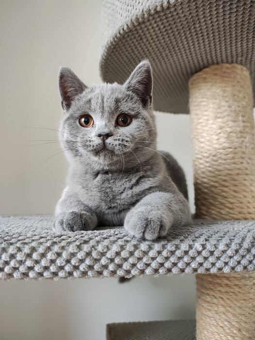 Kot brytyjski krótkowłosy niebieski, z rodowodem 5cio pokoleniowym