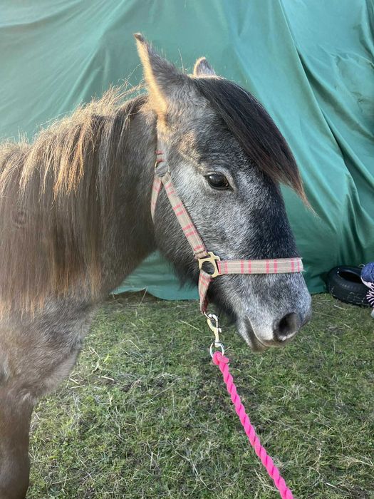 Klaczka kuc wierzchowy sport rekreacja skoki