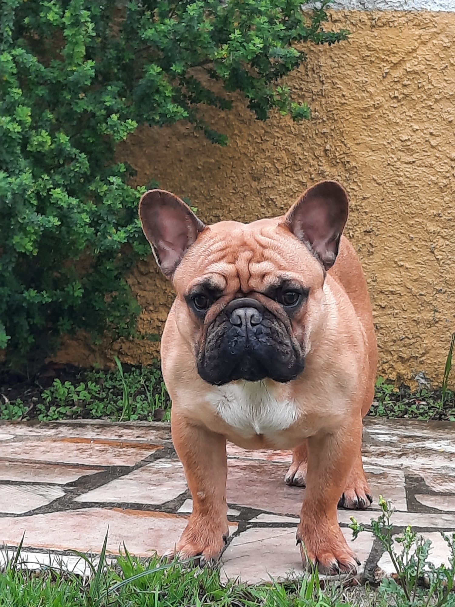 Bulldog Francês Red Fawn