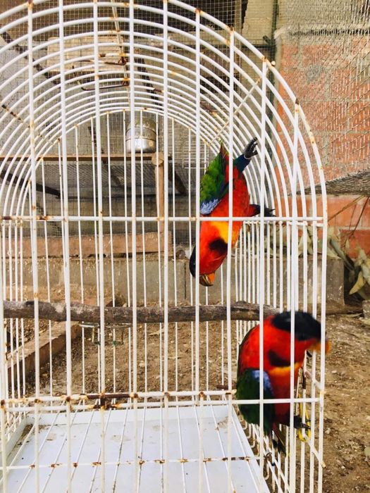 Varios especies de Loris