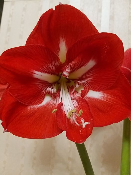 гиппеаструмы (амарилисы) из своей коллекции