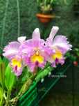 Orquidea Hawaiian Future