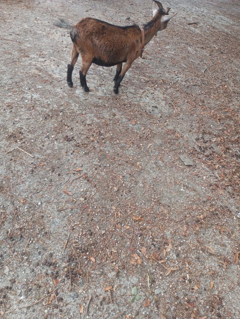 Cabra anã castanha, deve estar prenha, andava com um chibo
