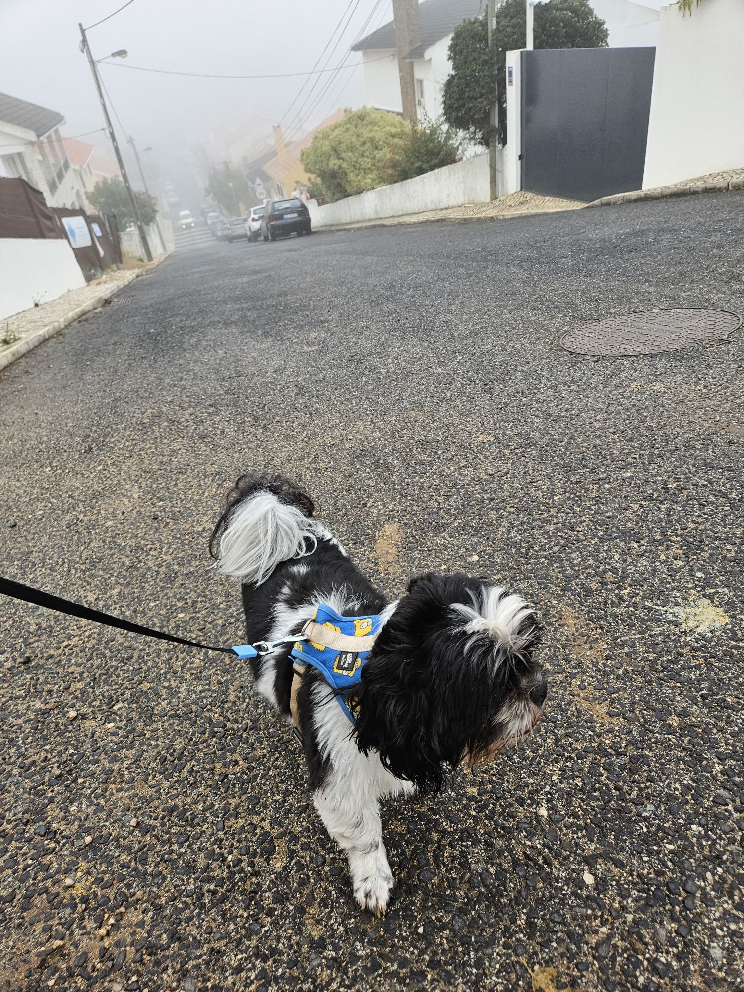 Pet Sitting/Walking Sitting