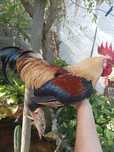 Galo dourado (Cruzamento com bantam/galinha cocó)