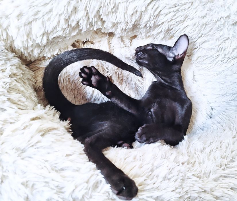 Ориентальные малыши