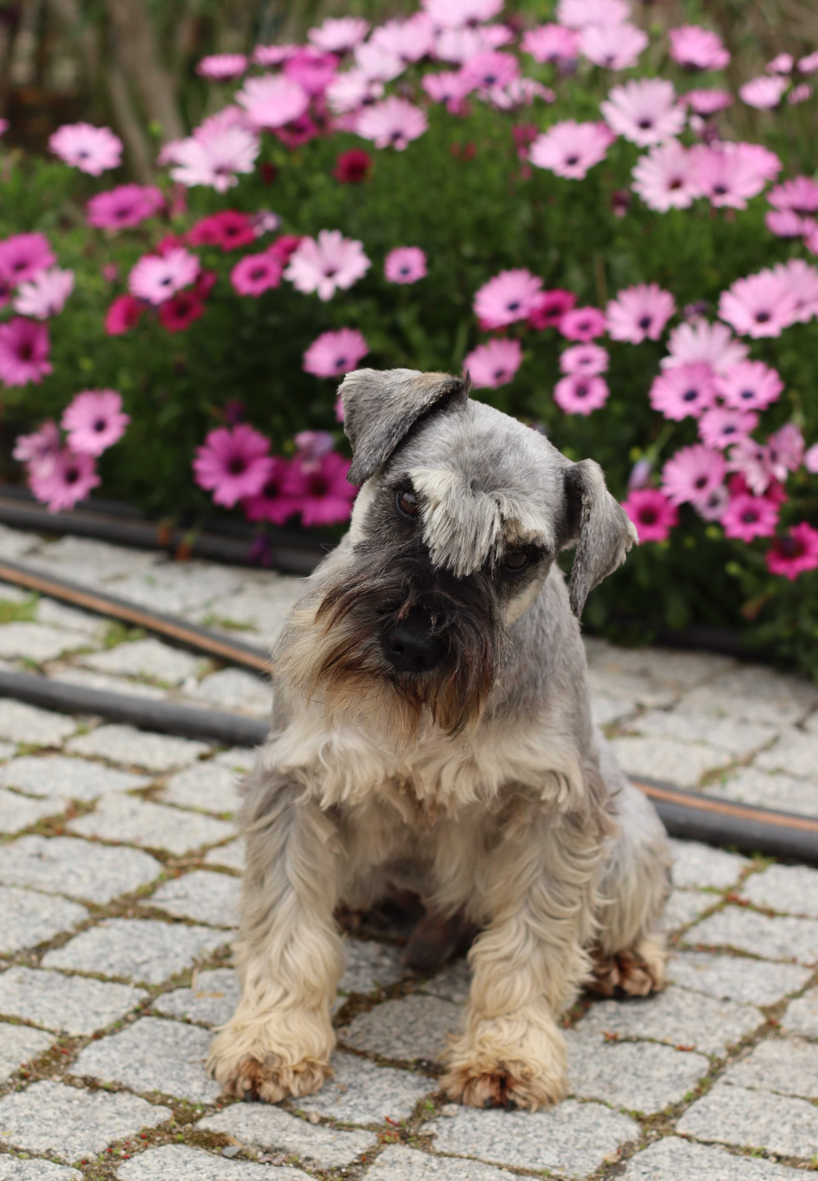 Cria de Schnauzer miniatura Sal e Pimenta - com LOP