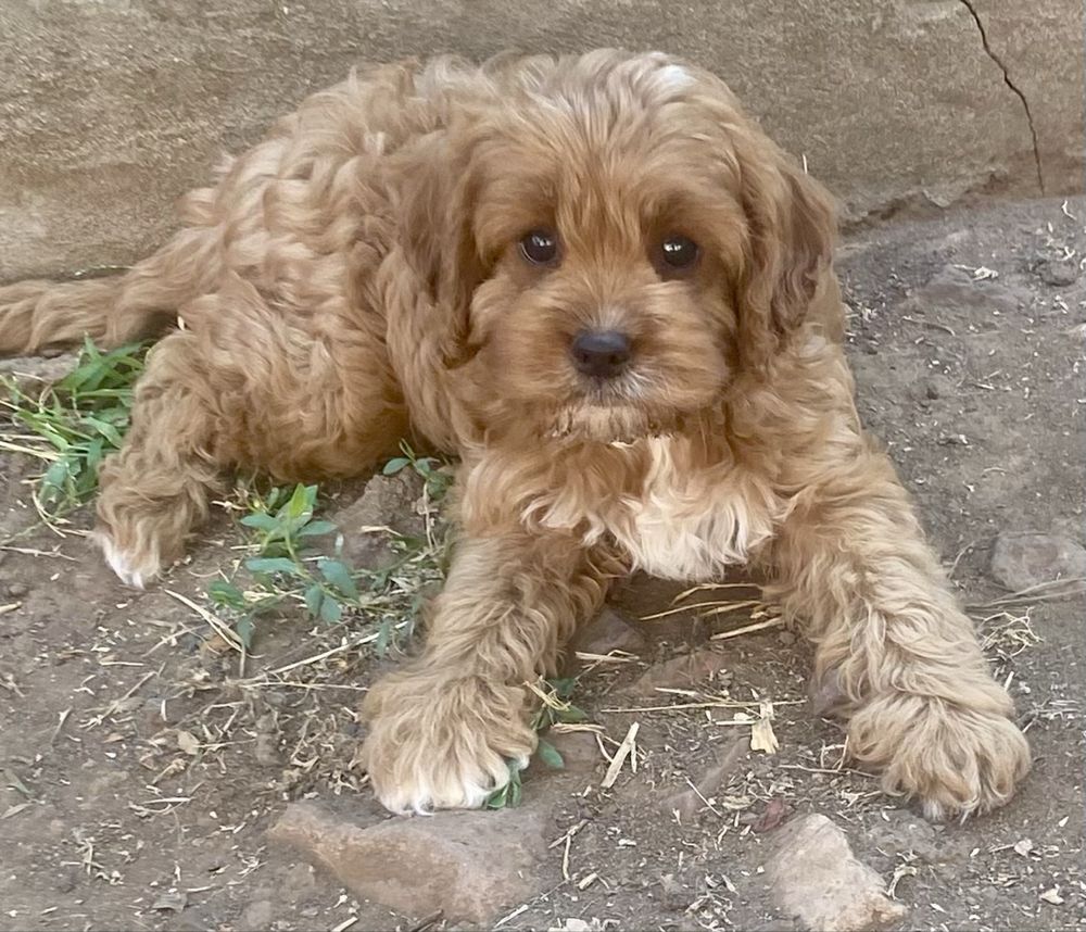 Cavapoo cavapoo ,