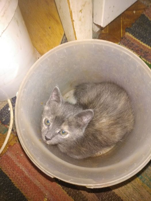 Миргород кошеня безкоштовно