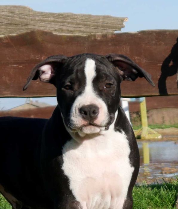 American Staffordshire Terrier ZKwP Amstaff FCI, piękny , mocny piesek