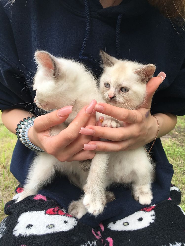 Отдам котят бесплатно