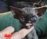 Kot Devon Rex czarny