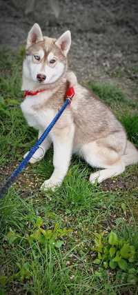Siberian Husky-ostatnie maluchy szukają domów:)
