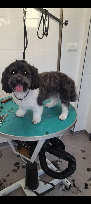 Pielęgnacja strzyżenia psów i kotów