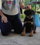 Rottweiler ekstra szczenię FCI