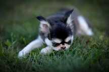 Chihuahua  linia Tajlandzka kolor huski