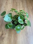 Pilea Peperomioides (3 pés)